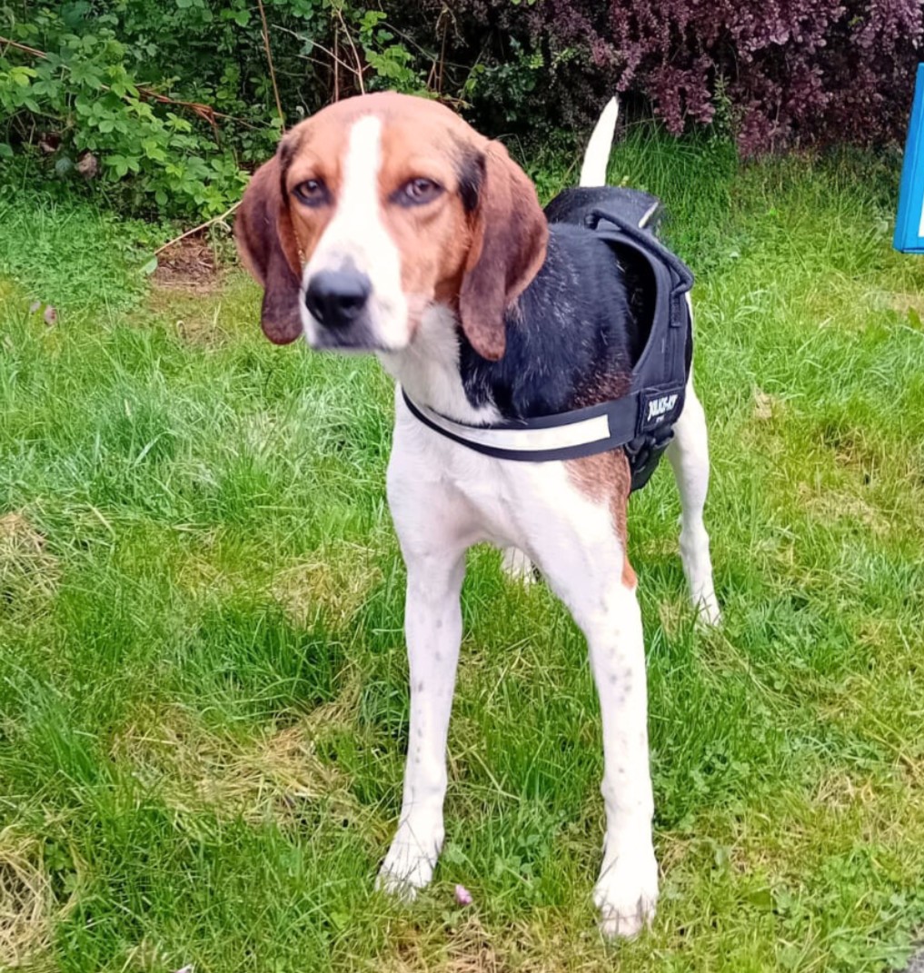 Just looking to be loved 💙

Charlie is a friendly, easy going dog. He has a gentle nature and is wonderful with other dogs. Charlie can be a little timid, so would need a loving patient family who understand it may take a bit of time to settle in.  

🐶: ispca.ie/rehoming/detai…
