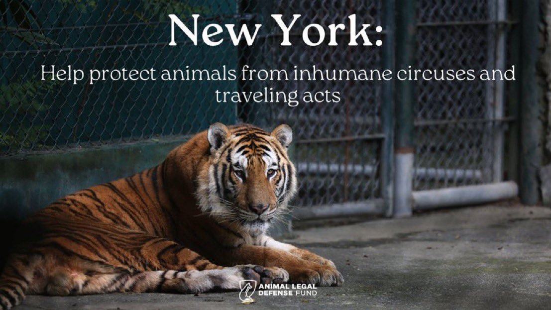 The NY legislature is considering A. 4005-A/S. 4363-A, which would ban the use of certain wild animals in circuses or traveling animal acts in the state, including big cats, bears, nonhuman primates, kangaroos, and wallabies.