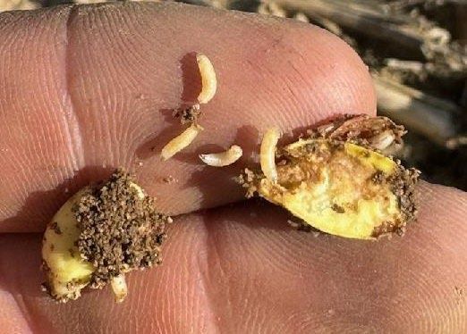 Seedcorn maggot risk formula:  Tillage + freshly decaying green stuff  +  slow emergence.
Check out @enviroweather from @michiganstateu for expert advice on detection and solutions. Visit buff.ly/3yhF8y5 #FarmingTips #PestControl #corn #michiganag