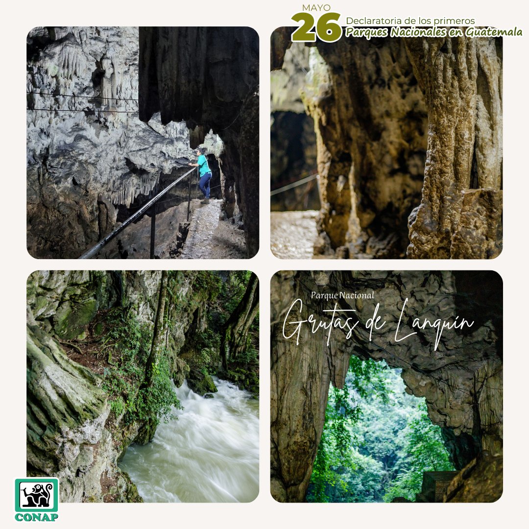 El Parque Nacional Grutas de #Lanquín fue una de las primeras áreas protegidas declaradas en #Guatemala y constituye un majestuoso y enorme complejo de cuevas de gran belleza.

¡Valoremos nuestra #GuatemalaMegadiversa!