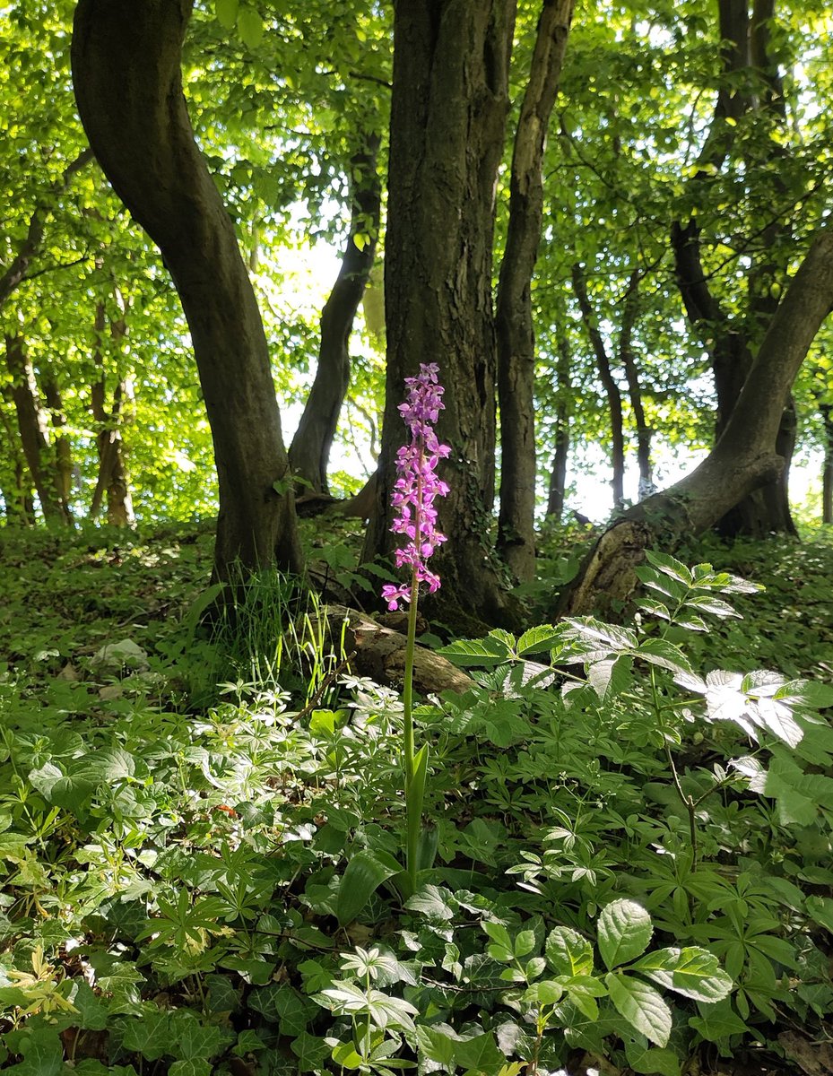 Early purple #orchid (Orchis mascula) flowering in a #coppice woodland rich in rare plant species near Göttingen, NW Germany. Found together with @PlieningerLab when exploring remnant stands of historic #forest management practices. #wildflowers