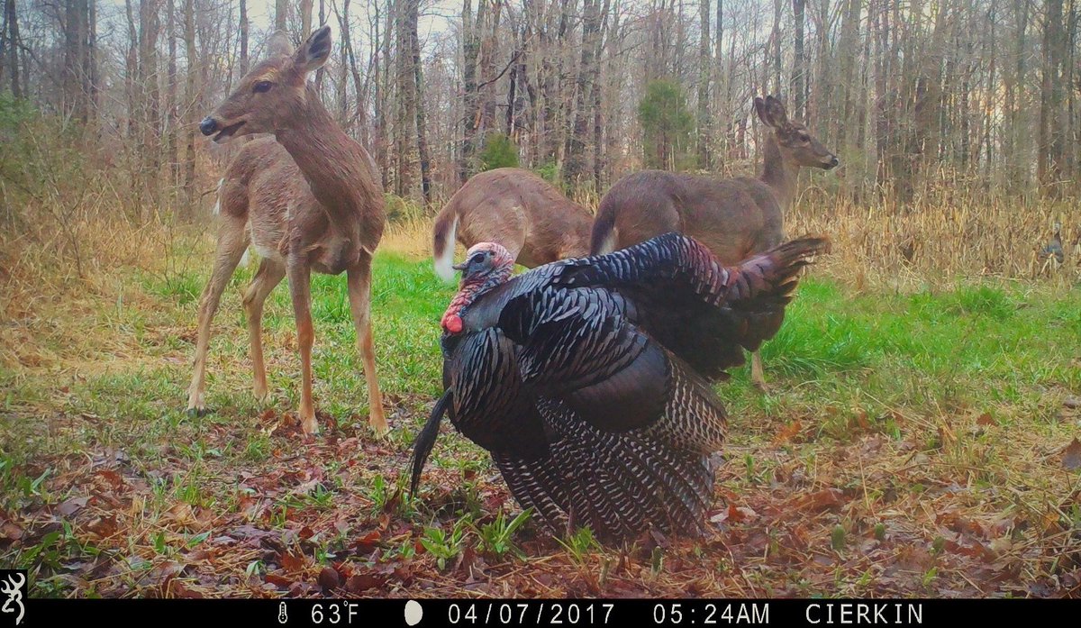 During spring turkey season, this is our idea of a #WhitetailWednesday post...The tom stole the show in this picture from Mike Clerkin!

#BrowningCameras #youvegottoseethis #turkeyhunting #whitetaildeer #hunting #trailcampics #Browning #BuckMarksAndBeards