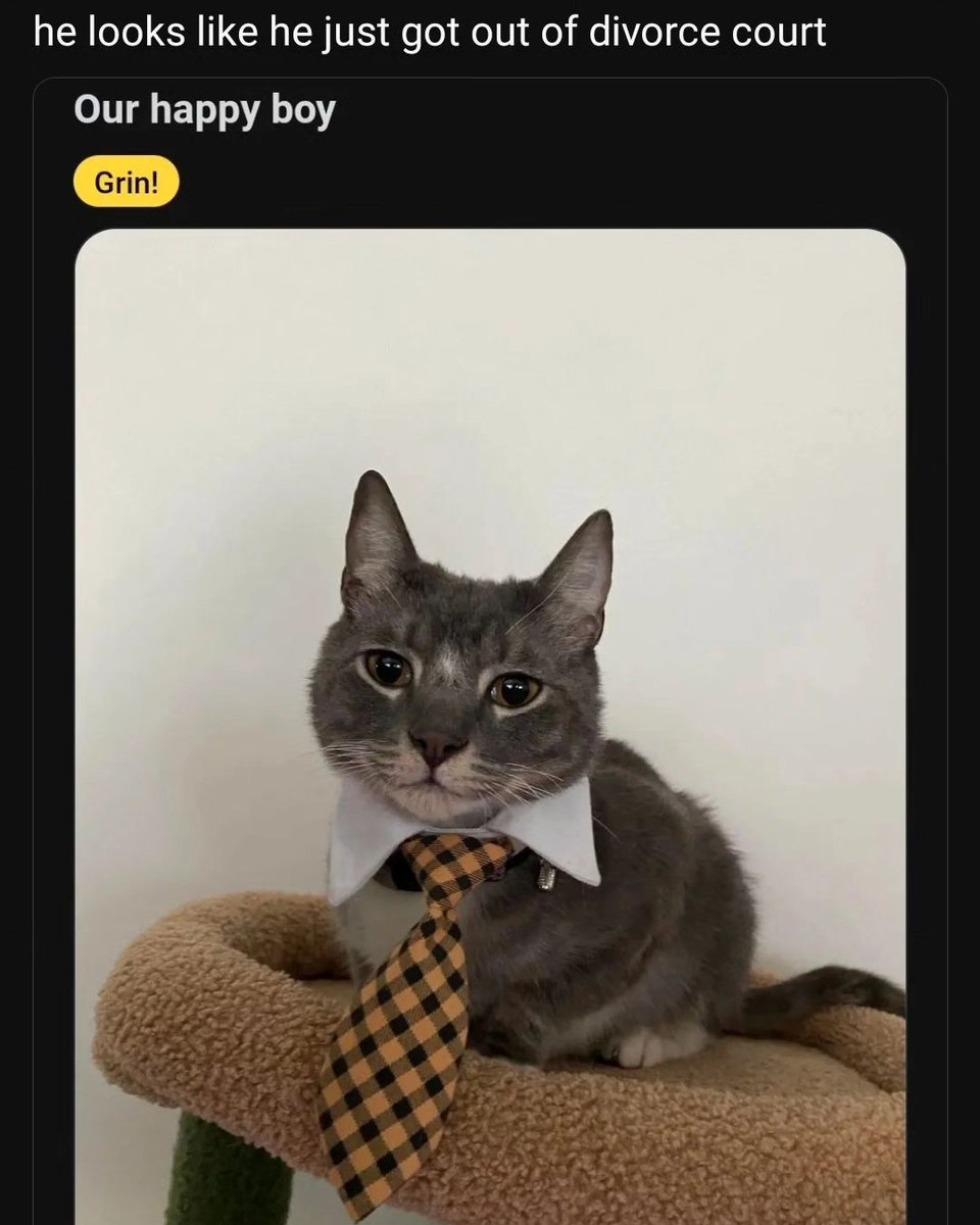 Деловой кот