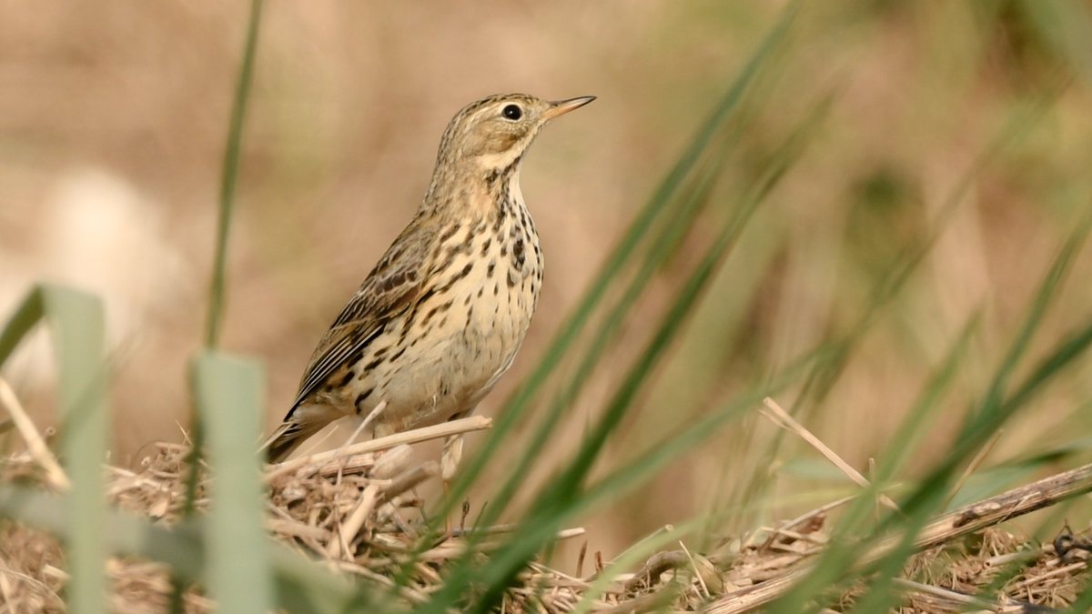 A #MeadowPipit looking thoughtful. 

#TwitterNatureCommunity #BirdsofTwitter #nature #birdtwitter #wildlife #PipitFamily