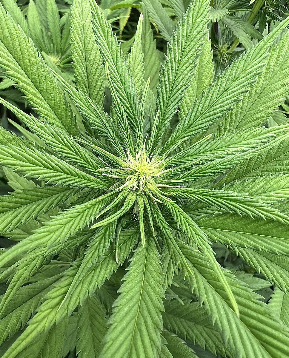 This sexy lady is just loving life in the stress tent!