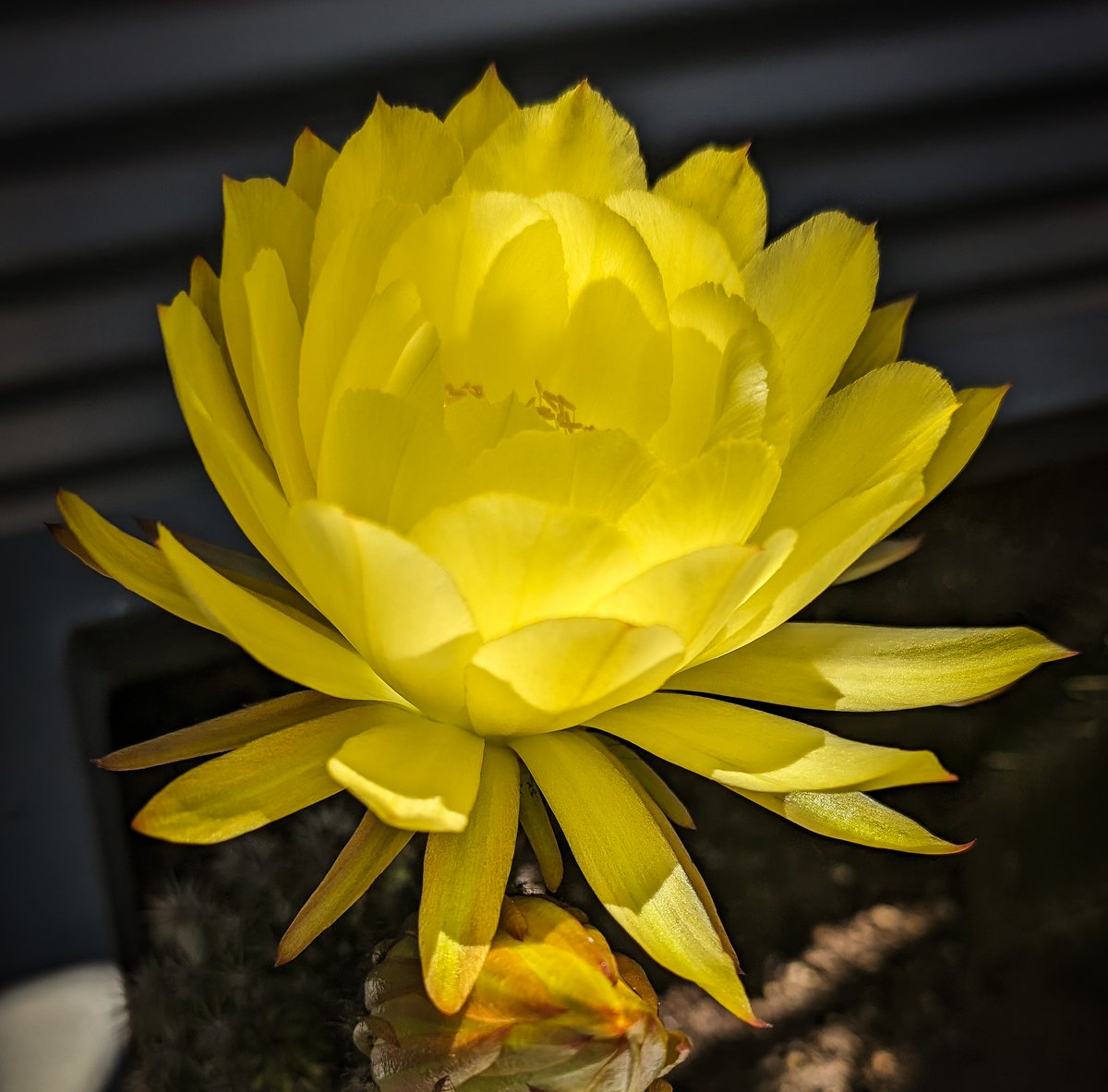 Midday cactus flower.  Not many more until next year.  #flowerlovers