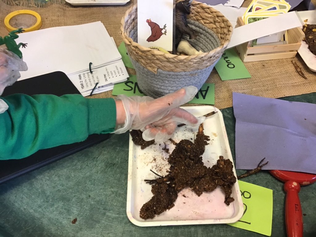 There are so many puns I could use for this post but I shall resist and remain professional- the acorns learnt about carnivores, herbivores and omnivores in one of today’s challenges by investigating some big poos!