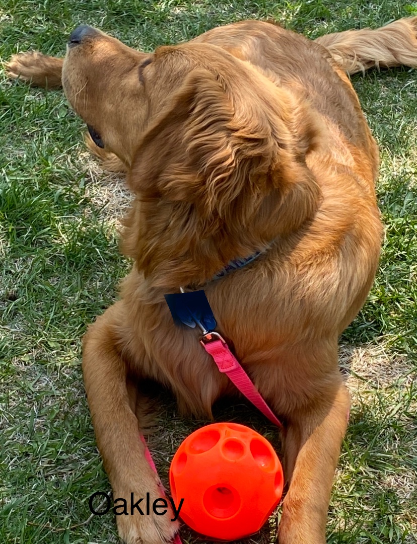 Happy #WontLookWednesday pals!! I will not look when I am getting my treatos out of my ball! Nope, I will not! A boy gets no privacy anymore!!🙄🙄 Happy Wednesday  everyone!! ❤️🐕❤️🐾🐾