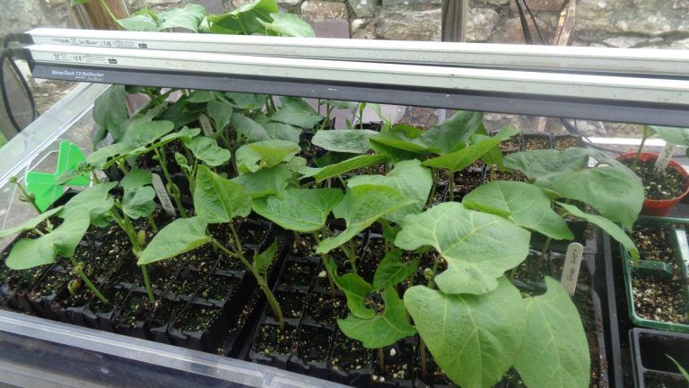 allotmentjohn's tweet photo. Started Gigantes and Borlotti beans in rootrainers to go into the polytunnel. Both need a warmer climate for longer than they’re likely to get outside here https://t.co/tM61SMLEee https://t.co/m5ovpSGhFX