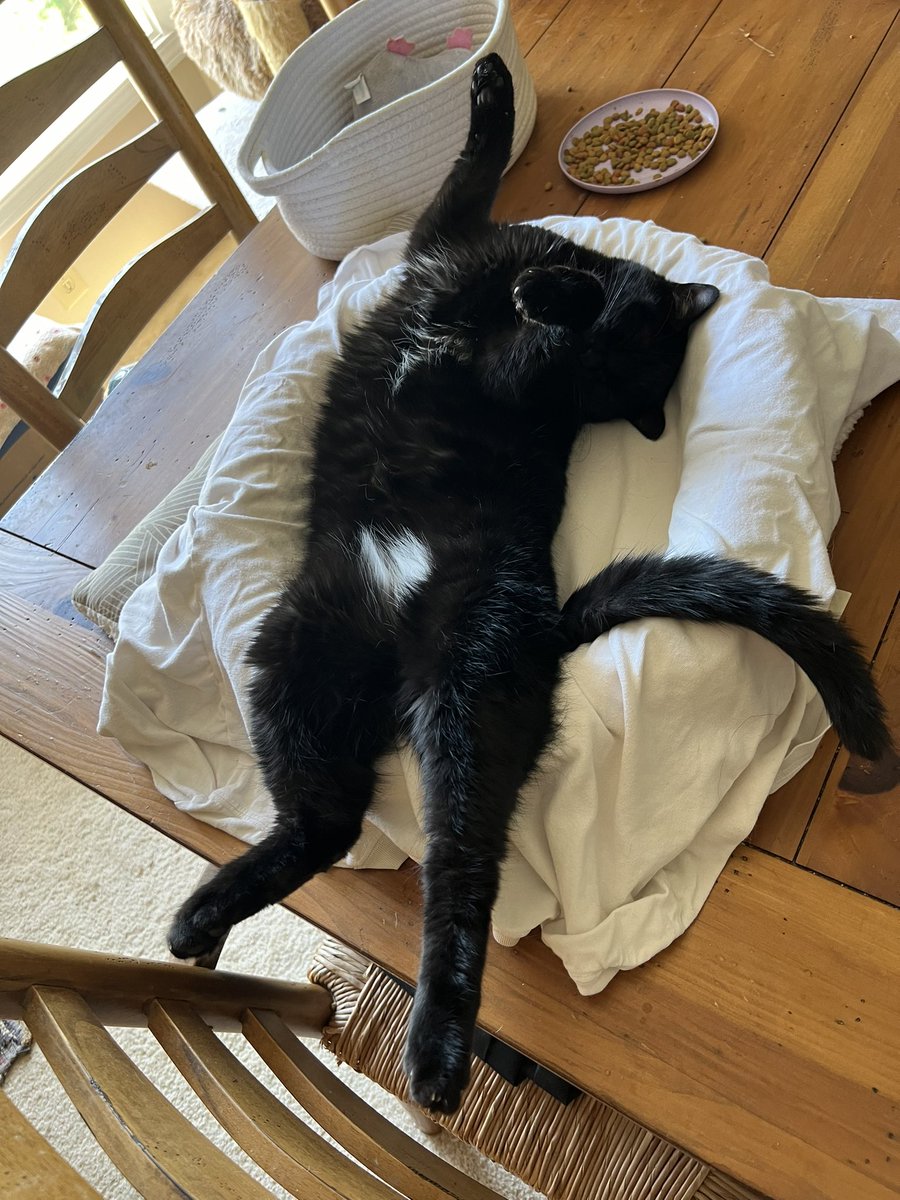 BarkleytheTzu's tweet image. Noodle: It’s Noodle Wednesday! 🍜 
Have a great day friends. ☀️🖤

#whitepatch
#LetsGoCanes