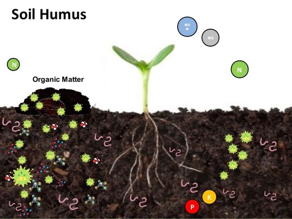 Humus improves soil fertility by acting as a reservoir for nutrients, increasing the water holding capacity of the soil, improving soil structure and friability, and providing a source of energy for living soil organisms. #SaveSoil #SoilforClimateAction #SaveSoilFixClimateChange