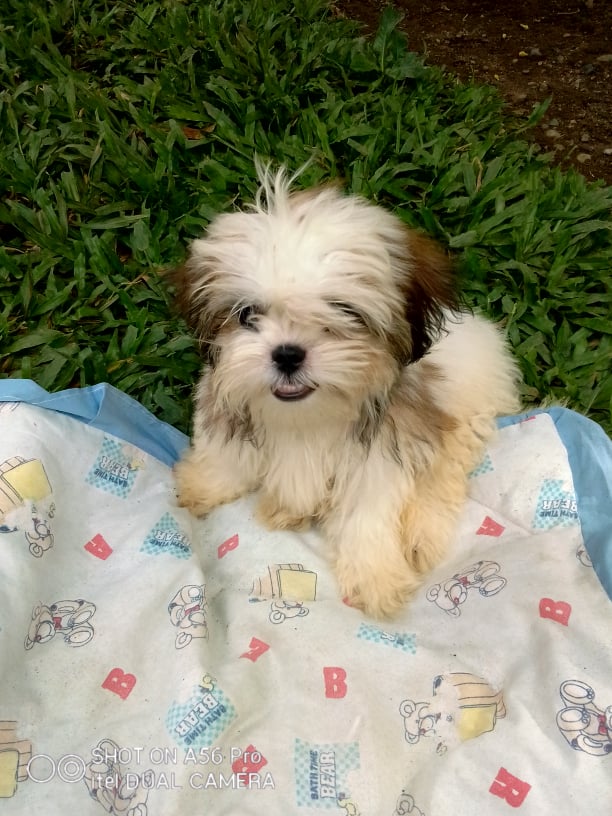 Good Morning Everyone. It's #Throwback #Thursday Here is a picture of me when I was a puppy on my blanket in the farmyard! Hope you all have a good day. Take care. Teacup.xx🇵🇭🐶❤️💗😍🥰🙂👍 #Dogs #furry #friends #canine #Thursdayvibe #Thursday #kidslit #ThrowbackThursday #puppy