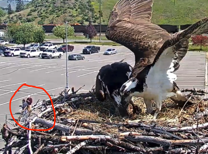 Making my @HellgateOsprey cam debut alongside Dr. Erick Greene, osprey whisperer! Stay tuned to @mtpublicradio this summer for a possible Iris & NG story, #CHOWS #HellgateOsprey #mtnews