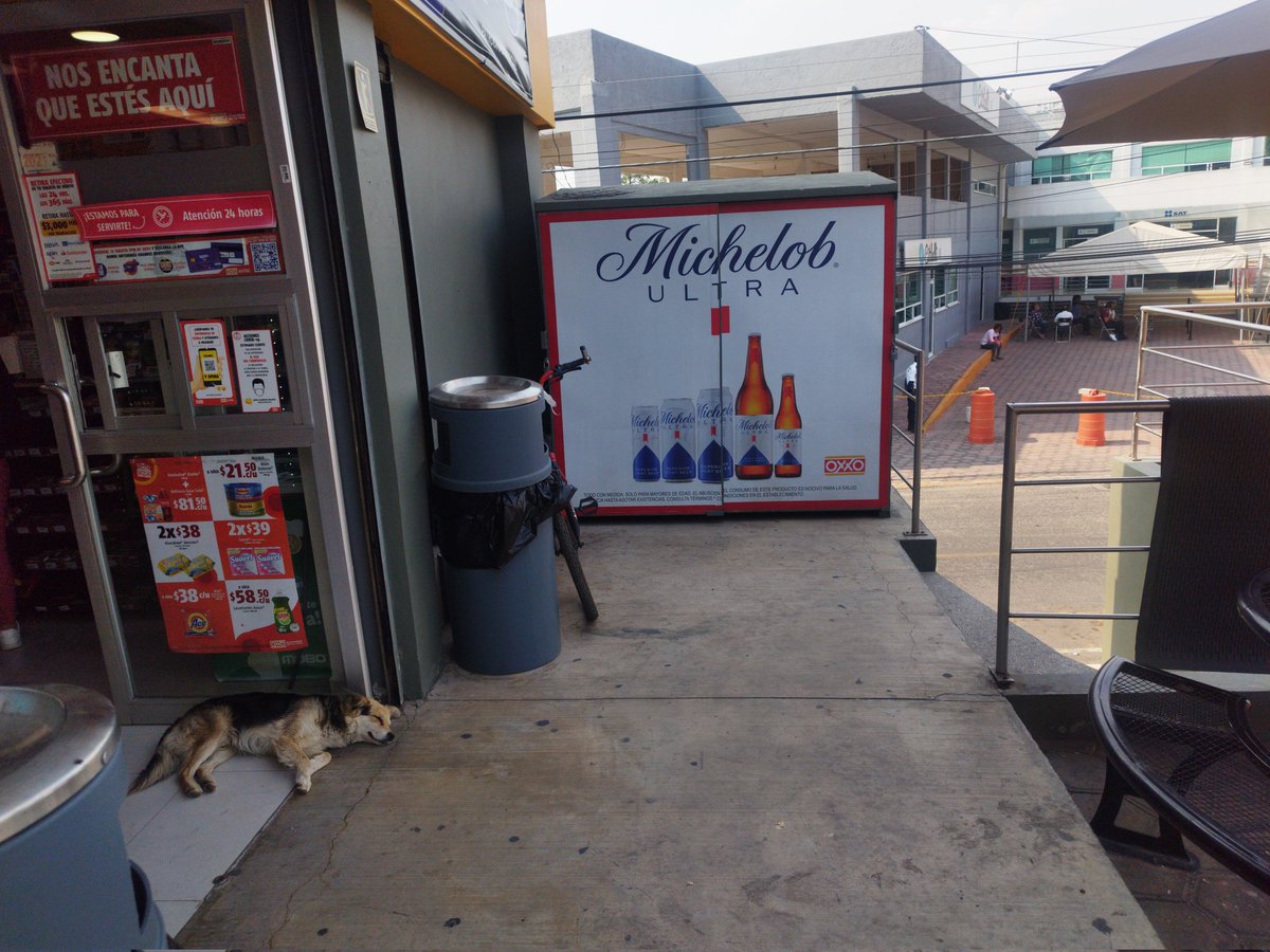 IsabelaMndez11's tweet photo. Ayer pasé a comprar al Oxxo que está frente al SAT en Tepehitec, en #Tlaxcala. Me dió mucho gusto ver q les permitieron descansar en la entrada de su tienda a 2 lomitos callejeros que sufrian x el sofocante calor.

Un acto de bondad para estos perritos. ❤️ 
Gracias @Tiendas_OXXO https://t.co/ZbB5FcNghD