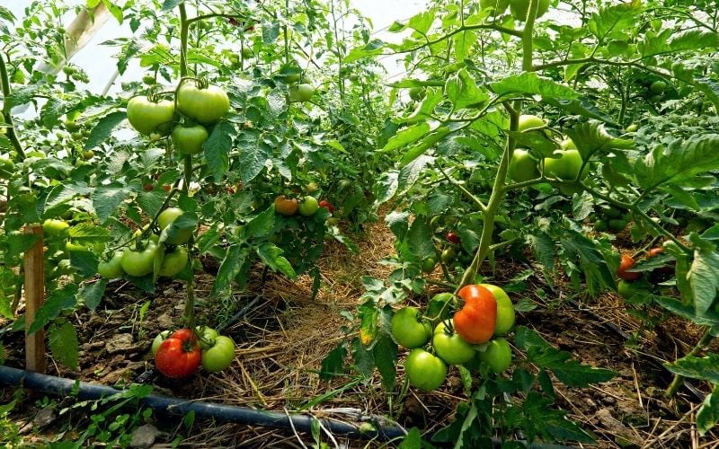 Mulching in tomatoes and green peppers is essential as it prevents the fruits from touching the ground. #Remember that when fruits touch the ground,they rot which is very dangerous in commercial farming. Comment, Like & Repost. #FOLLOW_ME for All Farming News. #LetsFarmTogether