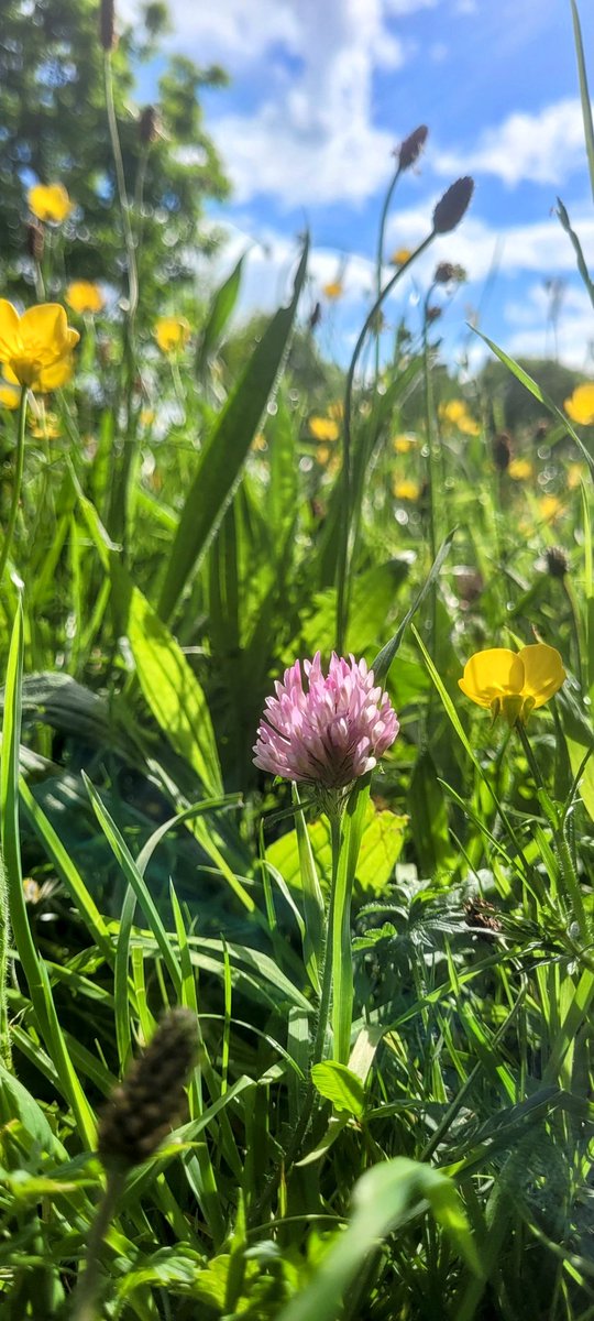 Today wherever you are, I'm back down low in the meadow amongst the Buttercup, Plantain, and Red Clover. Cam an ime, Naprún Phádraig, agus Seamair dhearg.