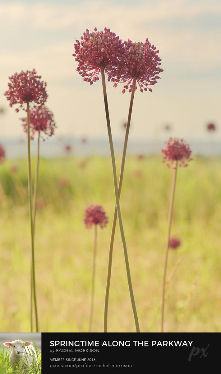 Springtime Along the Parkway rachelsfineartphotography.com/featured/sprin… #YorktownOnion #photography #Virginia #nature #wallart #allium #art