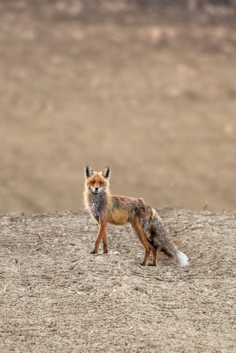 Long in the tooth, long in the tail.
📍Aiton/Romania 

#BBCWildlifePOTD #TwitterNatureCommunity #ThePhotoHour #Oradea #Romania #photography #nature #NaturePhotography #uk #createyourlight #Springwatch #fox