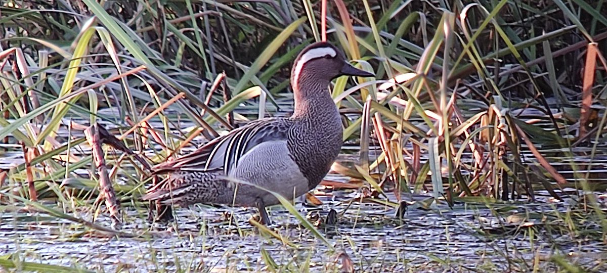 Total Garganey party @LDV_NNR North Duffield Carrs this evening! Four males plus Ringed Plover.