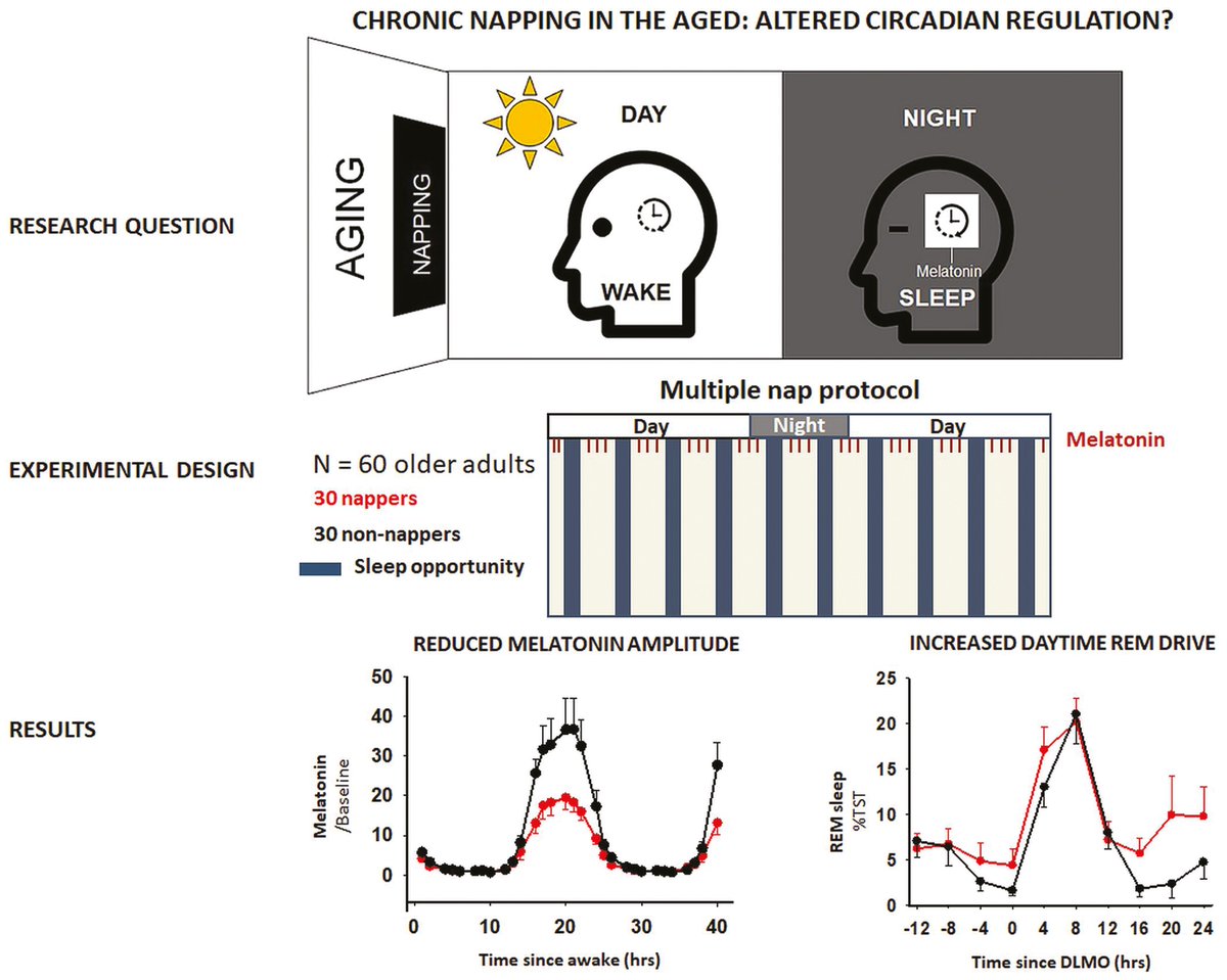 Data indicate that #napping is associated with an altered circadian sleep-wake propensity rhythm & thereby contribute to the understanding of the biological correlates underlying napping and/or sleep-wake cycle fragmentation during healthy #aging. ow.ly/Lnb550RHvUH #sleep