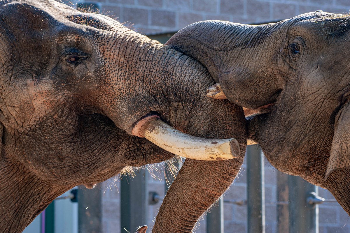 Earlier today, our 58-old male Asian elephant, Thailand, met the newest member of our elephant herd, 15-year-old Chuck. Introductions went great between them. You can start to see Chuck on exhibit with Thailand. He’ll eventually meet our other males, Tucker and Nelson, soon.