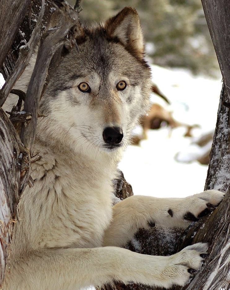 WOLF LOVERS (@wolfrescues22) on Twitter photo 2024-05-15 19:33:11