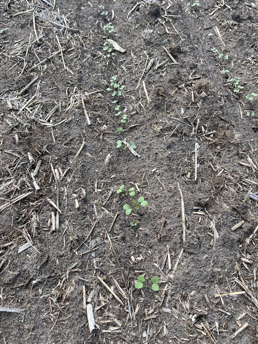Hot dog here we go! (Yellow mustard - need this kind of enthusiasm from our canola varieties) @GrowMustard