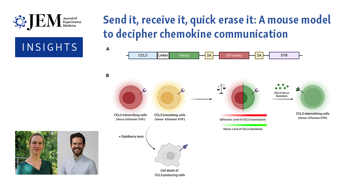 Journal of Experimental Medicine (@jexpmed) on Twitter photo Send it, receive it, quick erase it: A mouse model to decipher #chemokine communication. <a href="/LeenHermans/">Leen Hermans</a> and Timothy O’Sullivan <a href="/UCLA/">UCLA</a> discuss work by Rodrigo, @LabGarbi, <a href="/LemmermannLab/">LemmermannLab</a>, <a href="/chrkurts/">Christian Kurts</a> and colleagues (hubs.la/Q02x4Xst0) in Insights: hubs.la/Q02x4Xtl0 Send it, receive it, quick erase it: A mouse model to decipher #chemokine communication. <a href="/LeenHermans/">Leen Hermans</a> and Timothy O’Sullivan <a href="/UCLA/">UCLA</a> discuss work by Rodrigo, @LabGarbi, <a href="/LemmermannLab/">LemmermannLab</a>, <a href="/chrkurts/">Christian Kurts</a> and colleagues (hubs.la/Q02x4Xst0) in Insights: hubs.la/Q02x4Xtl0