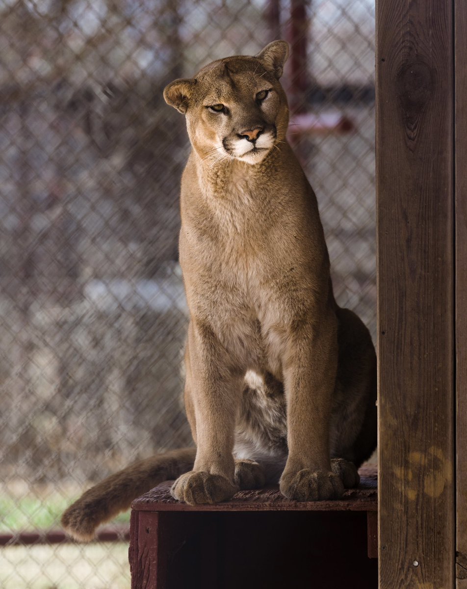 Happiest 15th birthday to our sweet William!! What a gift he is, we just love him so much!! #daretocare #carerescuetexas 

📷: @whereverimaydutle