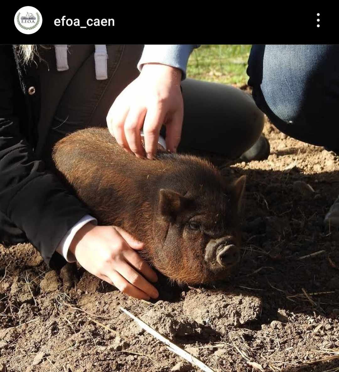 Je retire tout ce que j'ai dis sur cette école, en fait y'a plein d'animaux que j'ai pas dans mon osteodex !

Ostéopathie pour piti marcassin kro mignon 🥰🐷