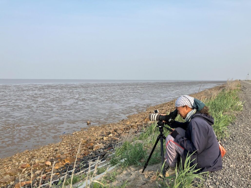First @GlobalFlyway report for 2024 on monitoring of #knots & other #shorebirds at Nanpu, China: globalflywaynetwork.org/blog/bohai-bay… We are now into routines of early morning scanning on outgoing tides. Alarms going off at 03:30 isn’t the greatest but once on the seawall, as the sun rises...