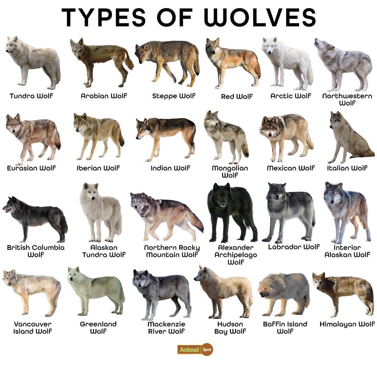 أنواع الذئاب المختلفة حول العالم ولكن لايزال ينقصهم ذئب واحد !! فهل عرفته؟