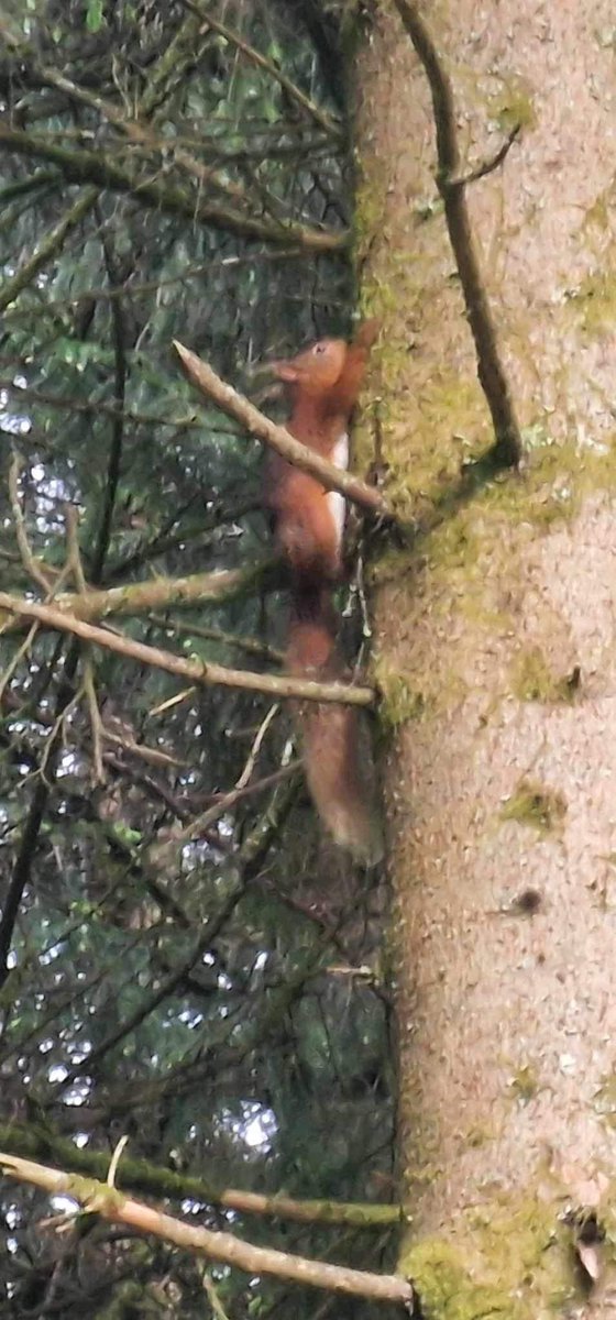 Much excitement at the sighting of not one but two red squirrels in the woods above Blanefield, #Stirling. (Thanks for the pics Mandy Moody)🐿️🐿️