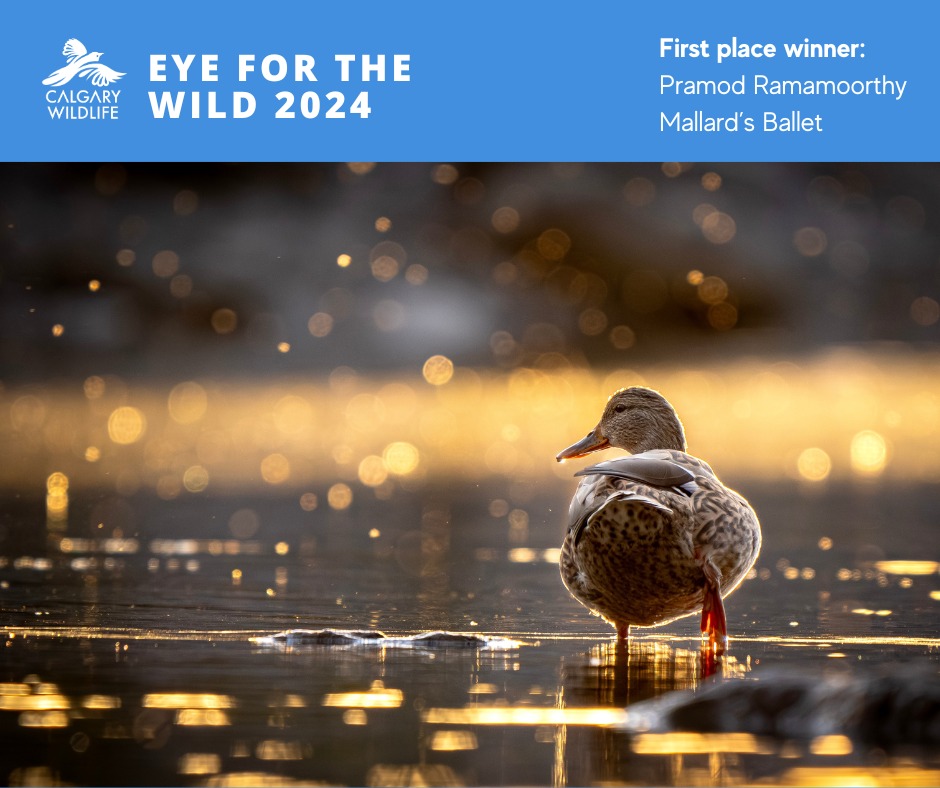 Eye for The Wild 2024 winners have been chosen! Congratulations to the winners! But we aren't done yet! The 'Public Choice Vote' is now open and will run until May 19th. Vote for your favourite today! woobox.com/2a2w8x Big thanks to our judges and sponsors!