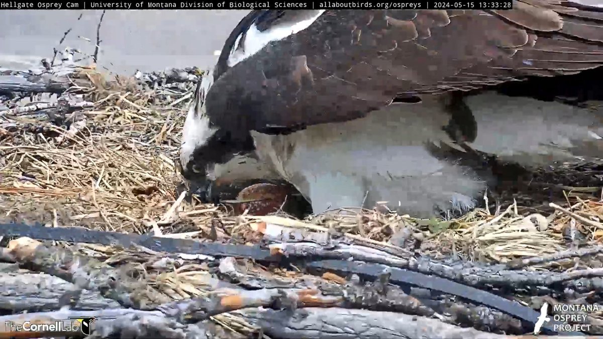 13:33, 5/15 Iris was faster than Cam Op....! #HellgateOsprey