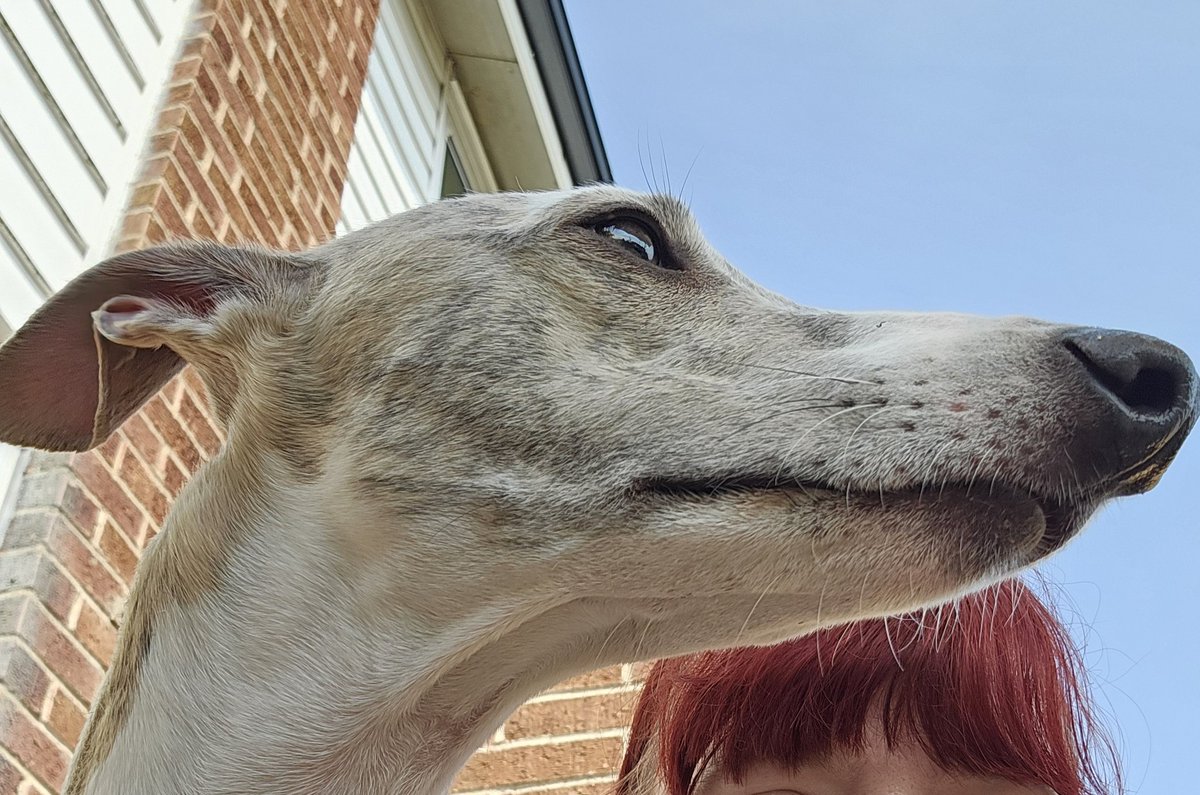 Showing of my snoot 😍🐕🐾💙 #whippet #dogsarefamily