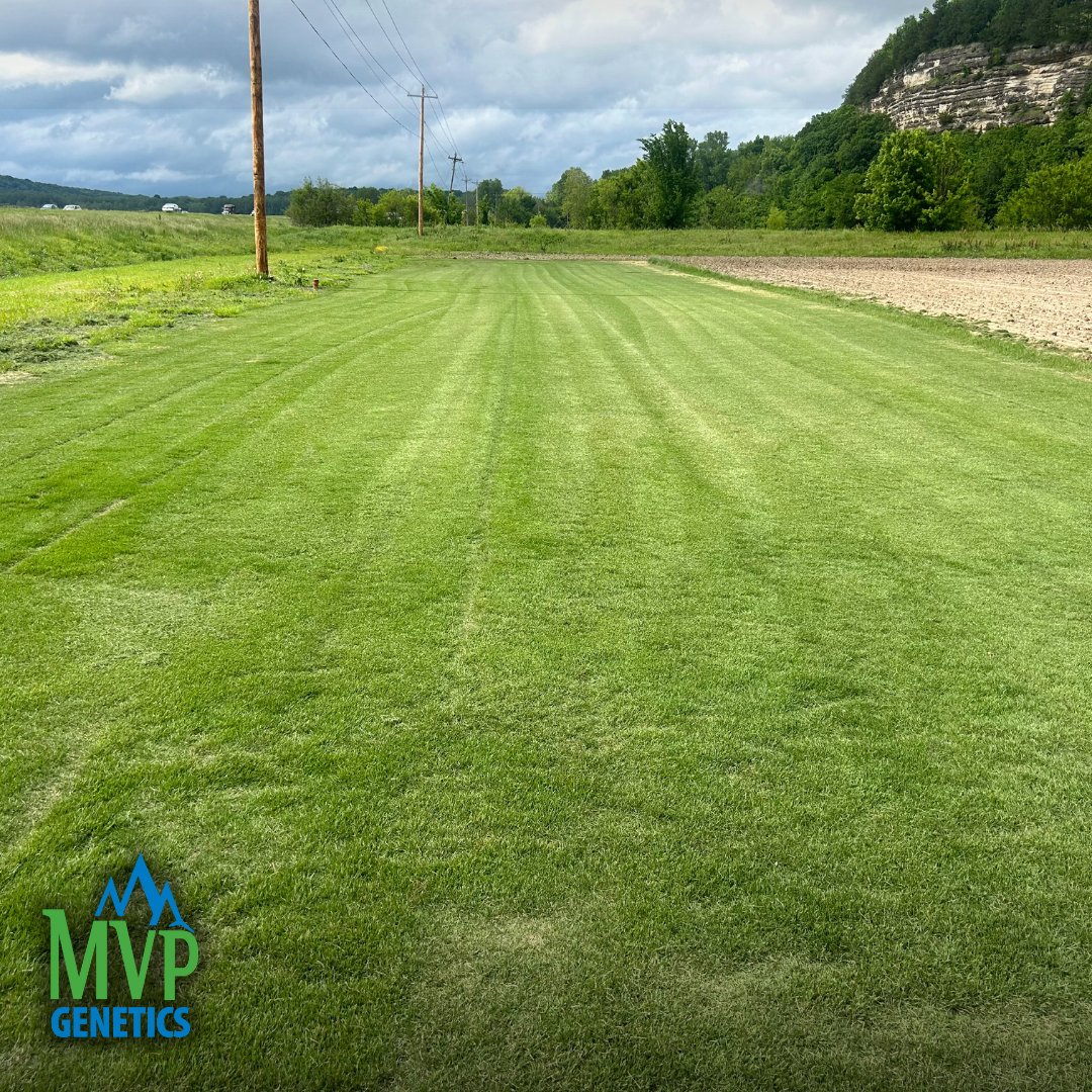 This is 'Gateway' zoysia at SelecTurf in Jefferson City, MO, after a one-year regrowth!

Maintained at lawn height, depth and density of the roots suggest stability and resilience from this new variety for future release!

#turfgrass #GatewayZoysia #webelieveinbetter #research
