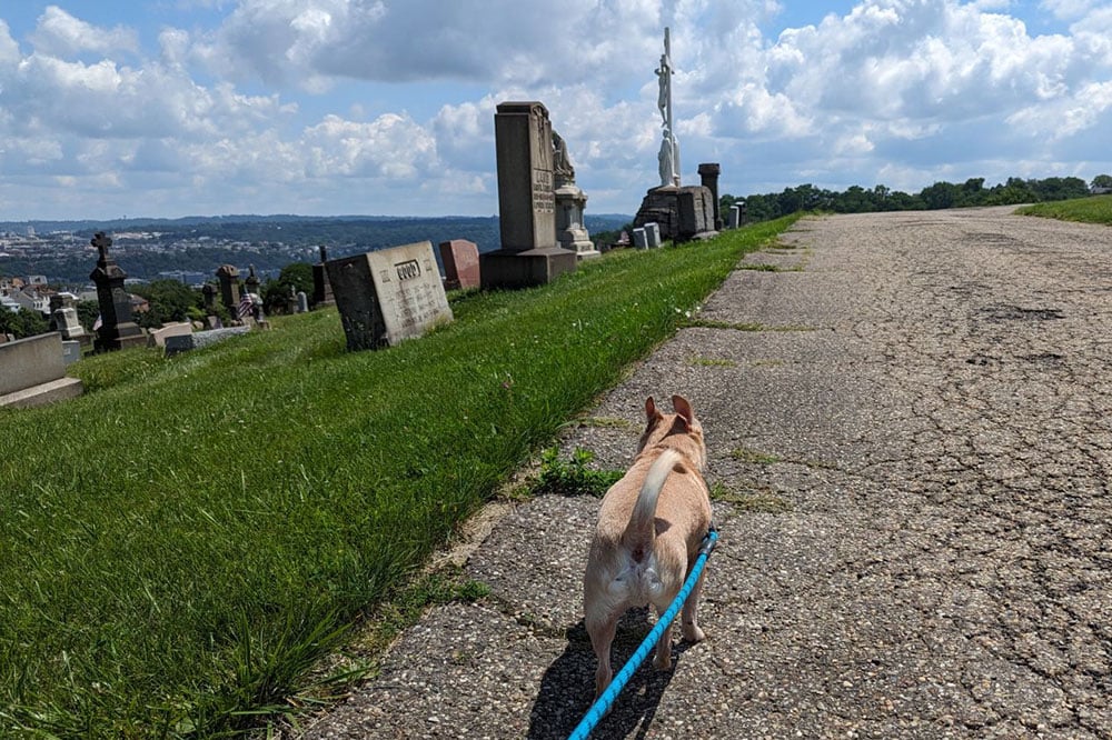 A_Mil_Dogs's tweet photo. "If the aim is to keep waste away from gravesites, that's a fool's errand. I'd like to point out that graveyards are frequently home to deer and geese, two species that generate far more waste than #dogs." https://t.co/KinsyDSA3t https://t.co/hgrVvfs9bc
