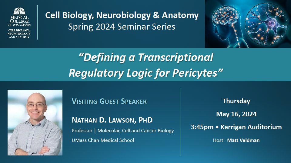 CBNA (@mcw_cbna) on Twitter photo Join us for our last Spring 2024 talk, guest speaker, Nathan Lawson, PhD. Kerrigan Auditorium, 5/16 ⢠3:45pm <a href="/LawsonZFLab/">Nathan Lawson</a> <a href="/UMassChan/">UMass Chan Medical School</a> <a href="/UMassChanMCCB/">Molecular, Cell and Cancer Biology</a> Join us for our last Spring 2024 talk, guest speaker, Nathan Lawson, PhD. Kerrigan Auditorium, 5/16 ⢠3:45pm <a href="/LawsonZFLab/">Nathan Lawson</a> <a href="/UMassChan/">UMass Chan Medical School</a> <a href="/UMassChanMCCB/">Molecular, Cell and Cancer Biology</a>
