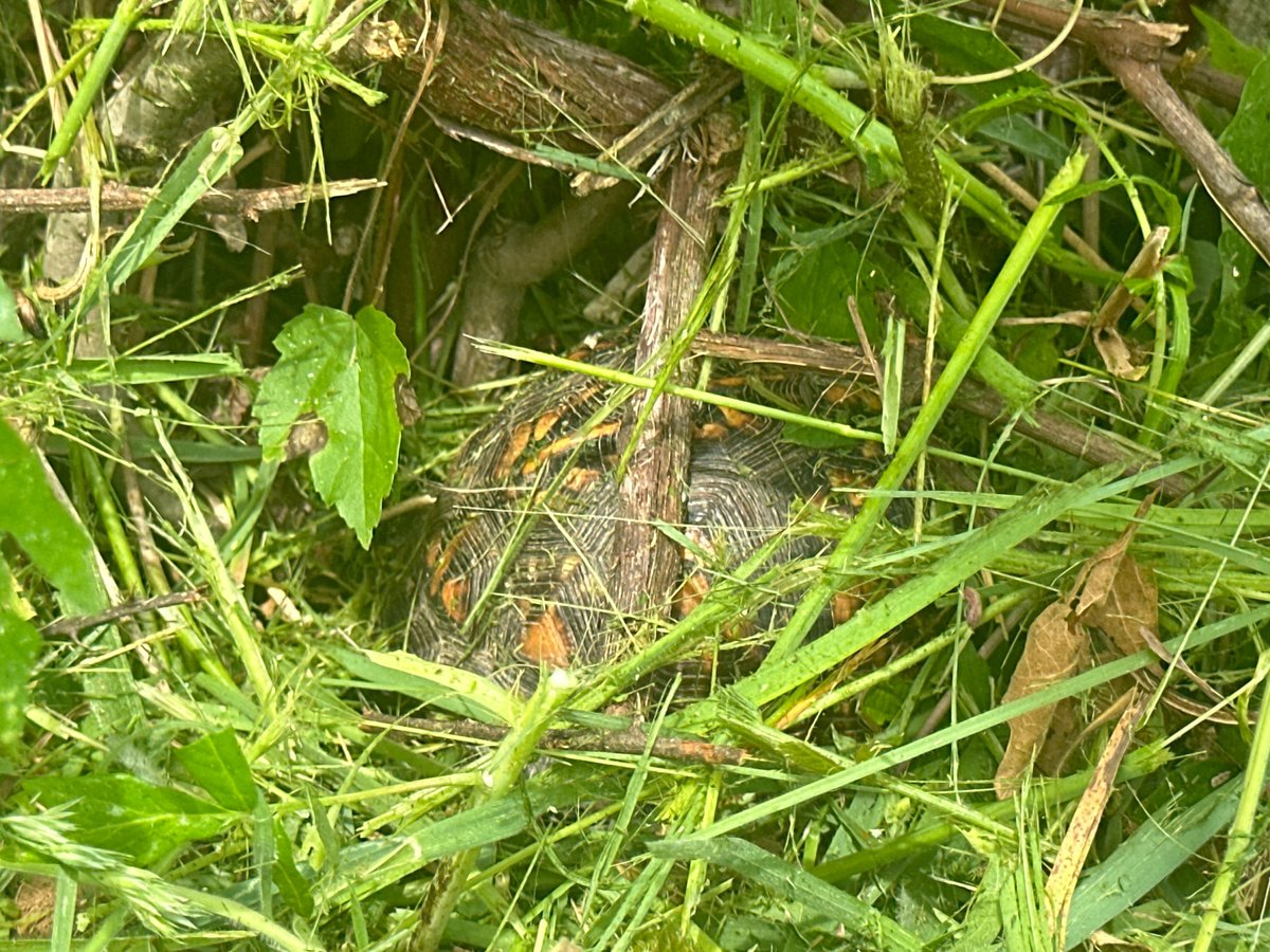 Almost camouflaged beneath the grass at our Lawrence County site yesterday was this turtle 🐢, although he was discovered by our field technician, Cooper Jackson! #kywx