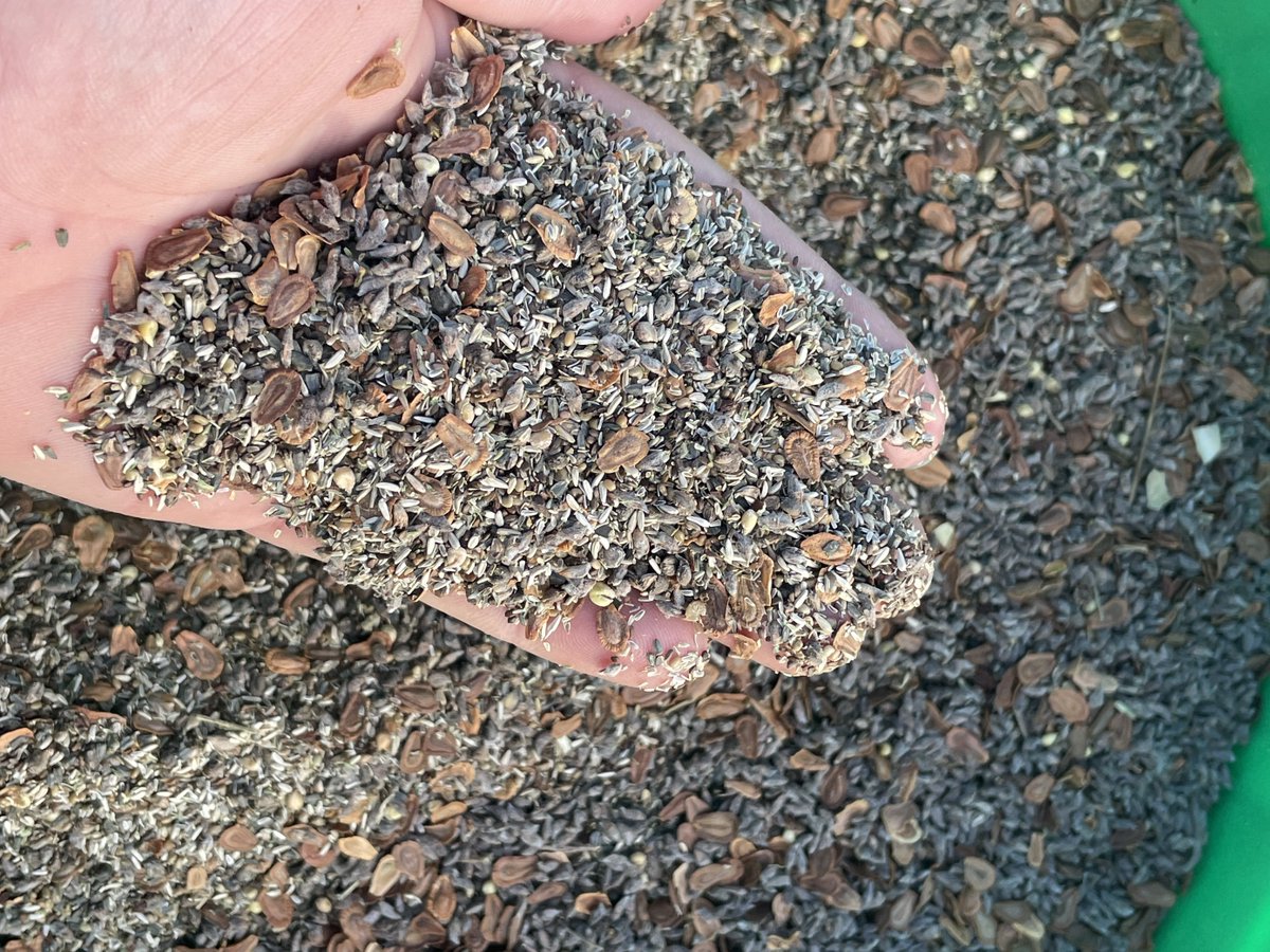 For National #WildflowerWeek, the range department at the Bessey Ranger District spread 158lbs of NE forb seed on the Bovee fire scar. The seed - purchased from a NE provider - contained ten different native species including: wild bergamot, showy milkweed, and purple coneflower.