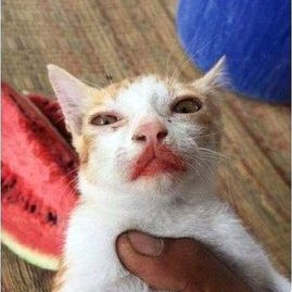 Dont Show Your Cat tweet media