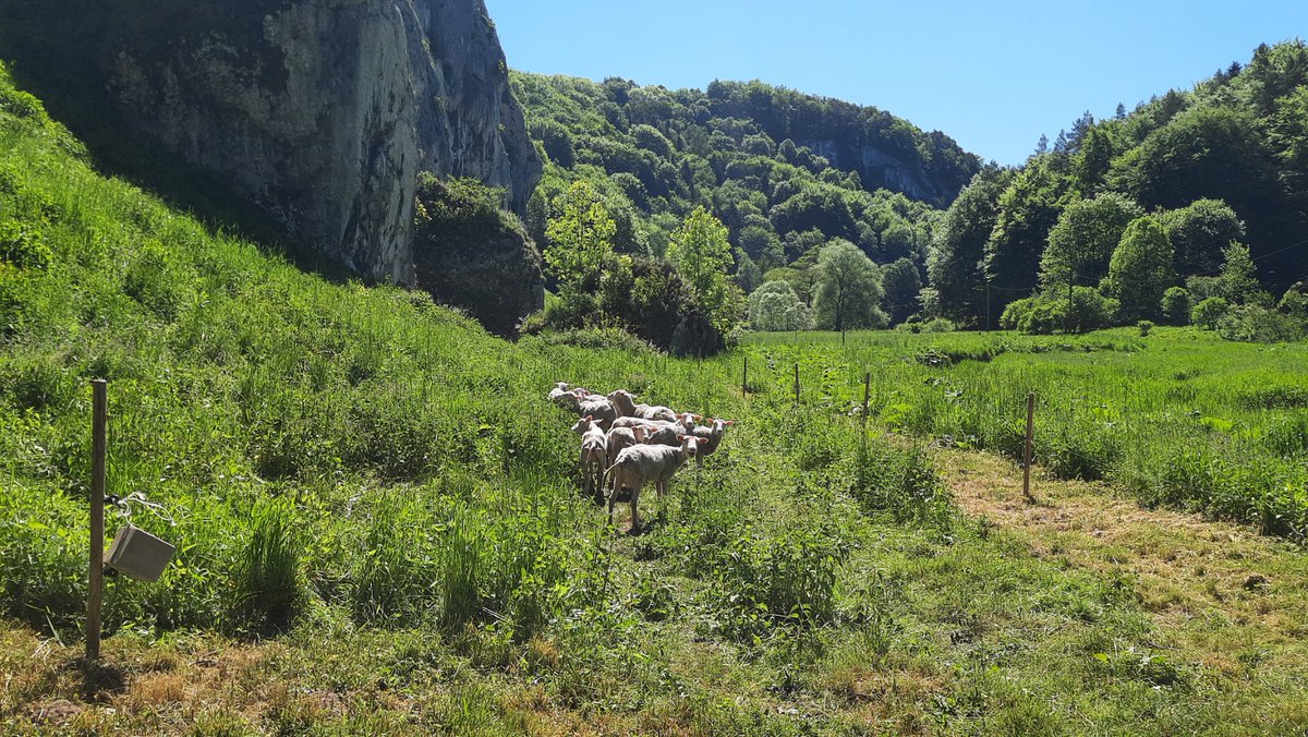 Michal_Jakiel's tweet photo. As always, interesting and inspiring field trip with geography students form the @JagiellonskiUni in the @ojcow National Park ๐ฆ๐ฒ๐ณ๐พ
#Ojcowski #ParkNarodowy #geograpahy #conservaion #protection #nature #forest #NationalPark
#ochrona #landscape https://t.co/zAM5oijkaB