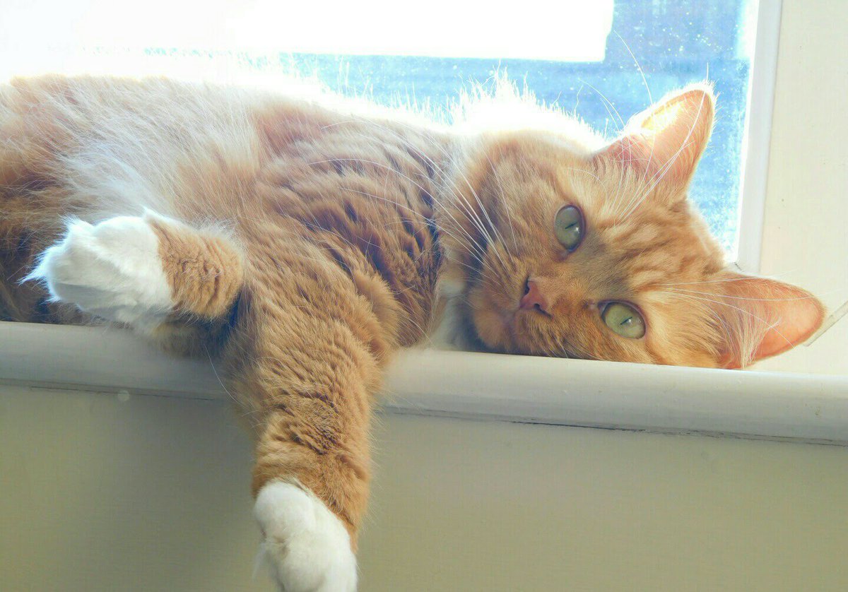 BerylFruitloop's tweet image. Hello everypawdy!!!! 😸
I&apos;m just chilling in a brief but lovely sun puddle and giving you a little wave with my marshmallow paw! 😻
Hope you are all well.....purrrs to you all! 😽❤️

#cats #catsoftwitter #wednesday #wednesdayfeeling #pets #ginger #ilovemycat #Love