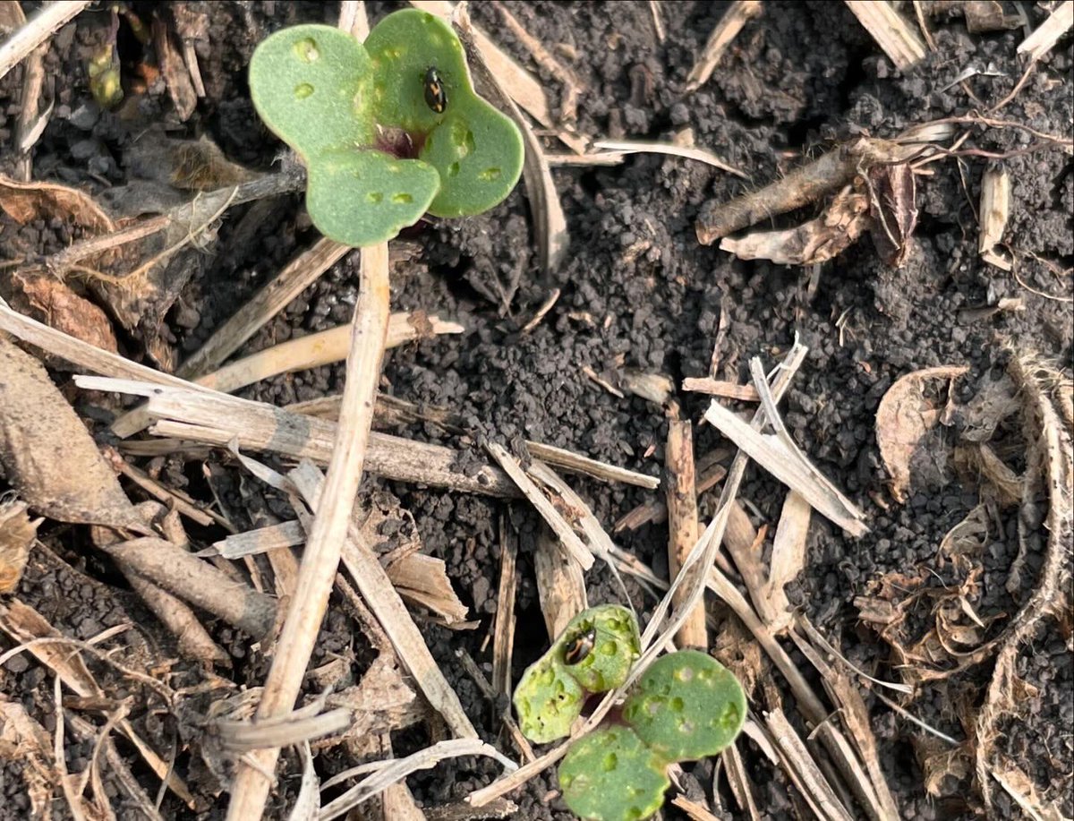 Prairie Sky Crop Solutions tweet media