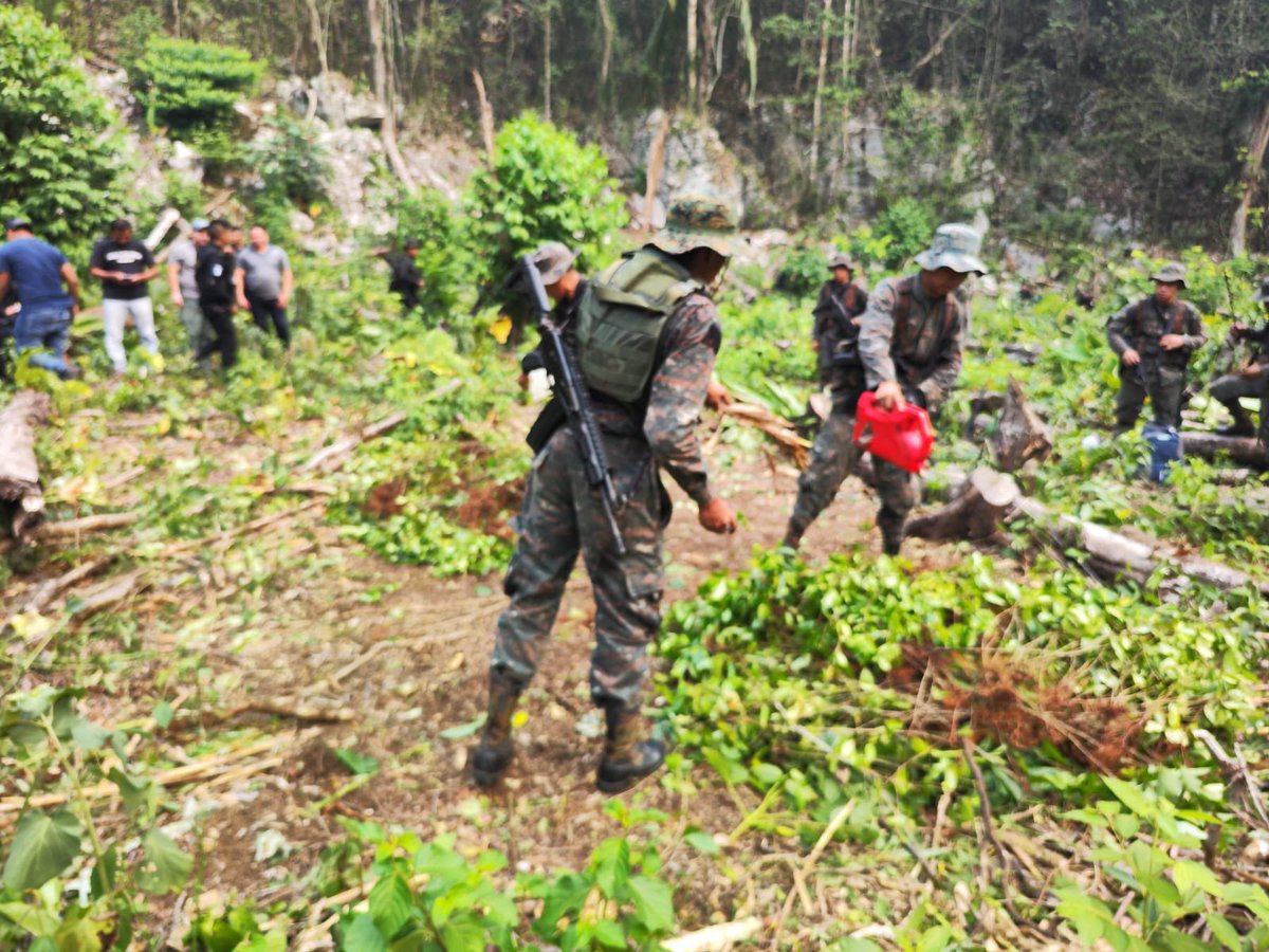 #EjércitoGT en coordinación interinstitucional con #SGAIA de la @PNCdeGuatemala y @MPguatemala, llevaron a cabo la erradicación de 5,000 arbustos de hoja de coca, en fase de crecimiento, en fincas aledañas a la aldea El Calvario, Livingston, #Izabal.