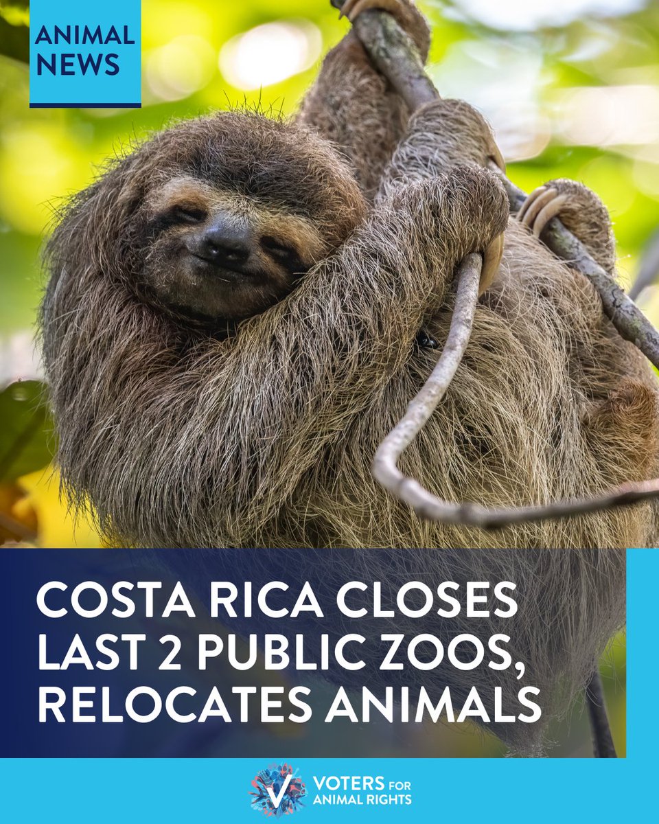 AMAZING NEWS!! 🎉

Costa Rica has finally closed its last 2 public zoos and relocating the animals to sanctuaries. The 287 animals will be evaluated for potential release back into the wild, and those who cannot will be cared for at sanctuaries run by the Costa Rican government.