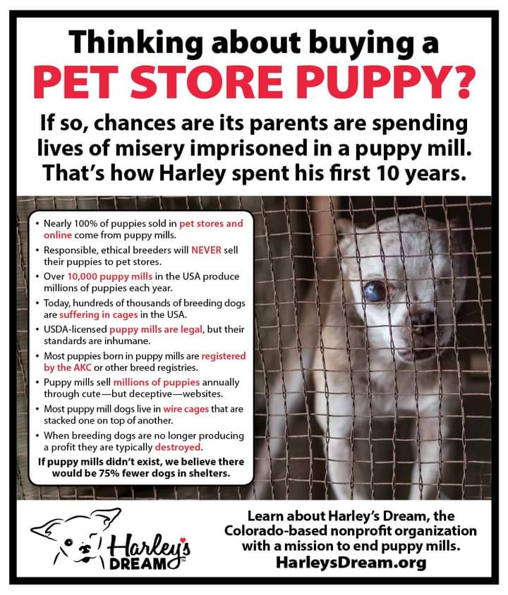#AdoptDontBuy  #Adoptdontshop a #Dog #cat any #Animal from a shelter.Never buy from a pet store