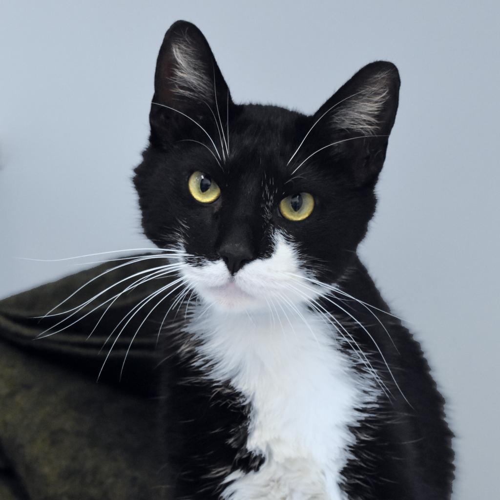 Meet Sly! Sly is a handsome 5-year-old male cat with a fluffy tuxedo coat. Sly is dressed to impress his new family. Sly is very quiet, loves the sun, and gentle petting.  t.ly/gpubQ