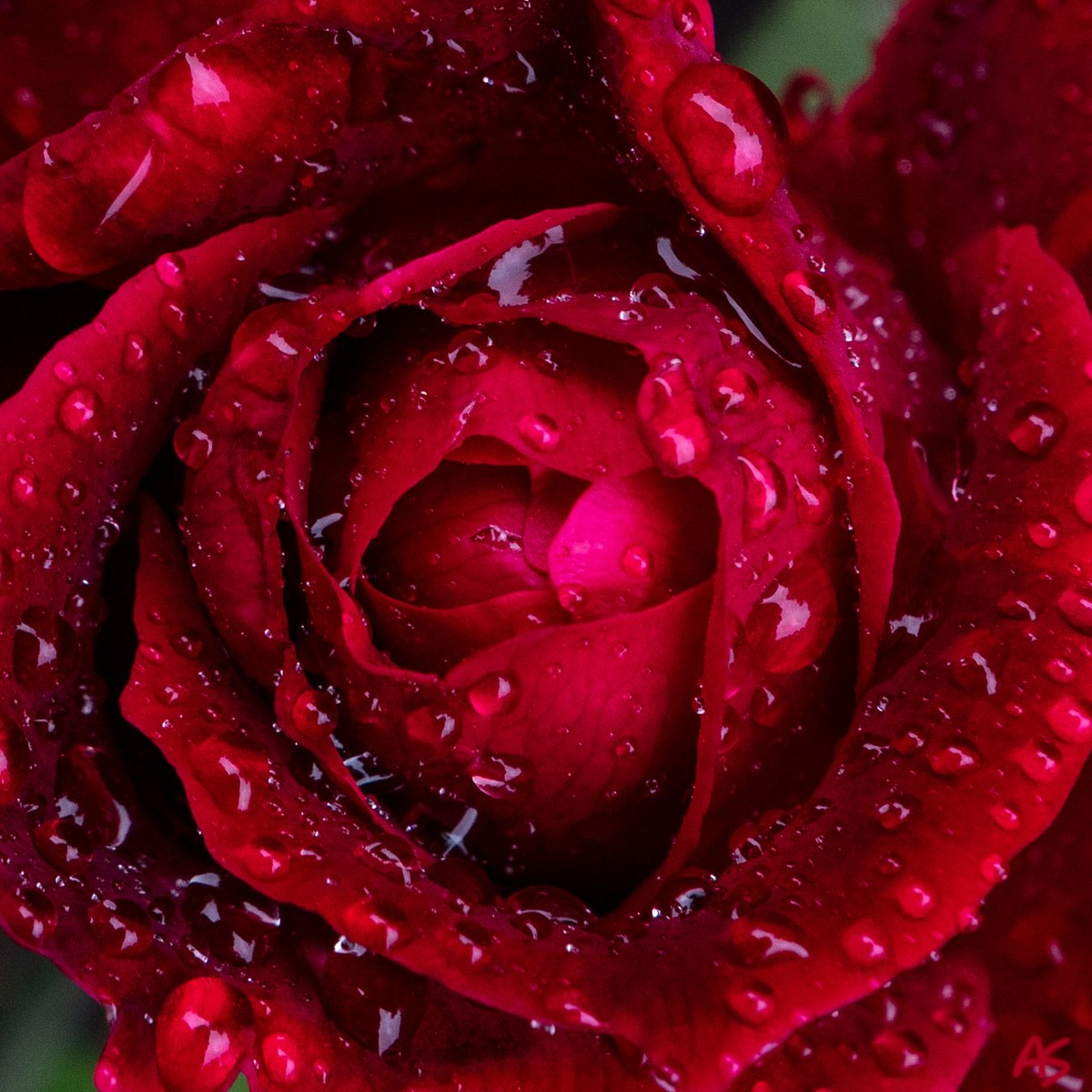 Raindrops on Roses 🌹💕☺💕🌹 #gardenlife